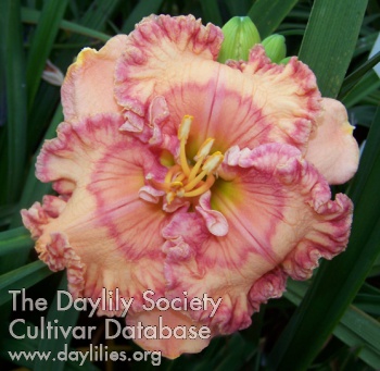 Daylily Dressed in Ruffles